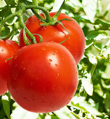  Tomatoes 