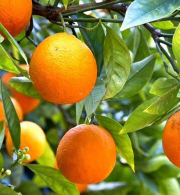  Oranges 