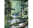 Enchanted Forest