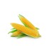 Sweet Corn