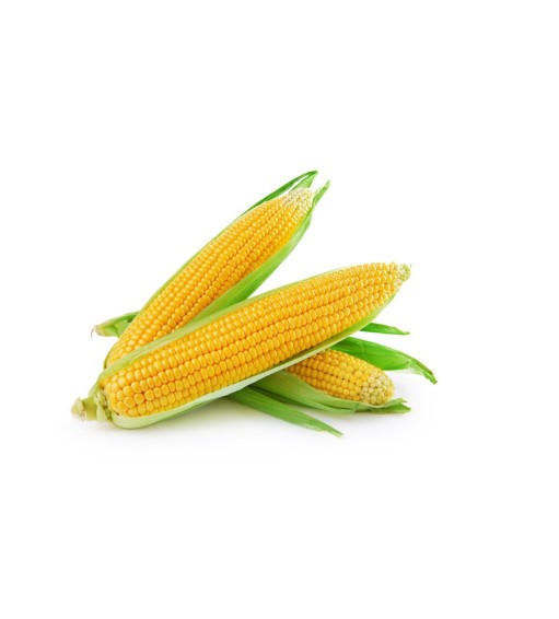 Sweet Corn