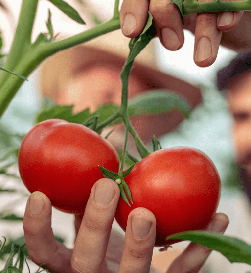 Nutrición Alimentos